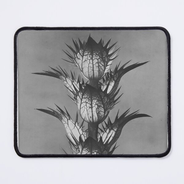 Item preview, "Urformen der Kunst" by Karl Blossfeldt (1928) designed and sold by iwadesigns.