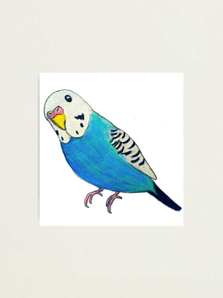 How to paint a parakeet with watercolours  DalerRowney