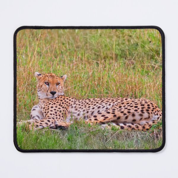 Item preview, The Cheetah Stare designed and sold by Kay Brewer.
