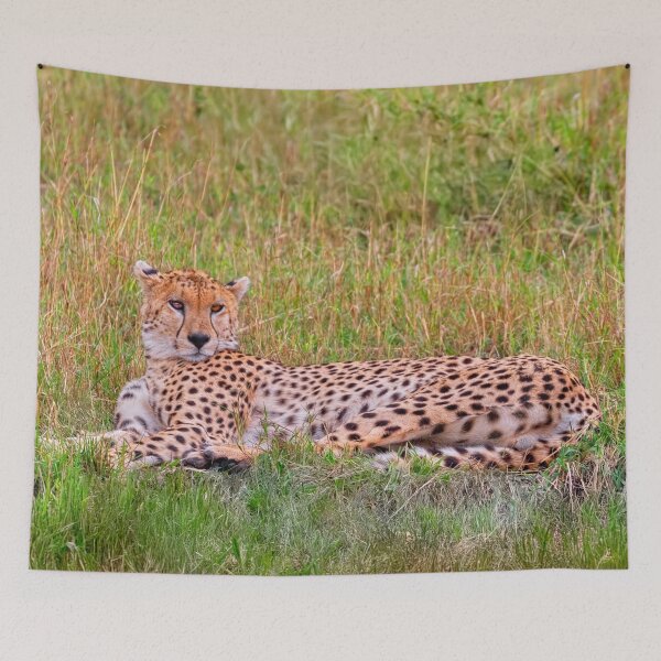 Item preview, The Cheetah Stare designed and sold by Kay Brewer.