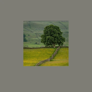 Artwork thumbnail, Tree Path by AMIABLEart