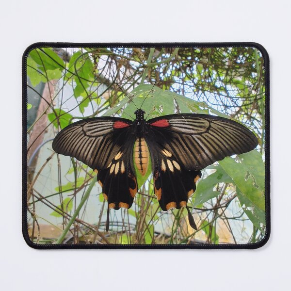 Item preview, Swallow tail butterfly designed and sold by StraylightArt.