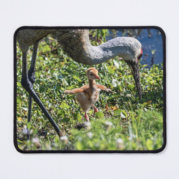 Item preview, Hey Mom Im ready to Fly designed and sold by Your search is over, it’s here! .