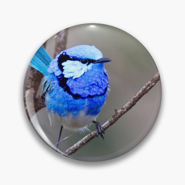 Item preview, Splendid Fairy-wren designed and sold by Steve Sass.
