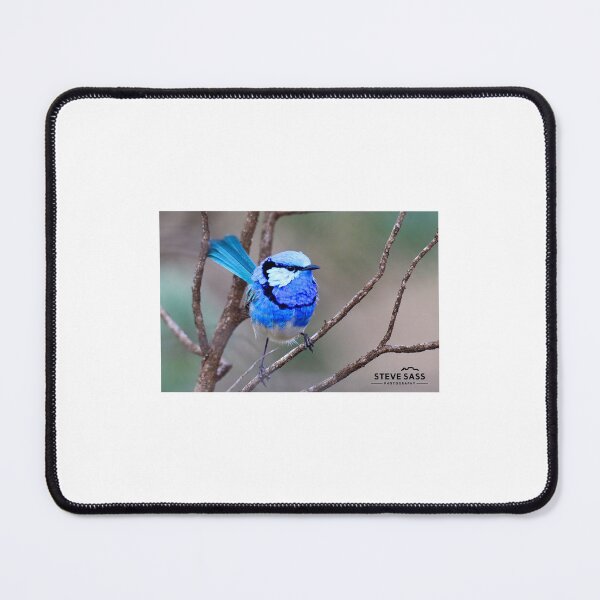 Item preview, Splendid Fairy-wren designed and sold by Steve Sass.