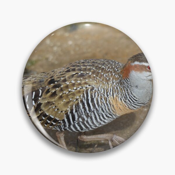 Item preview, Buff-banded Rail designed and sold by Steve Sass.