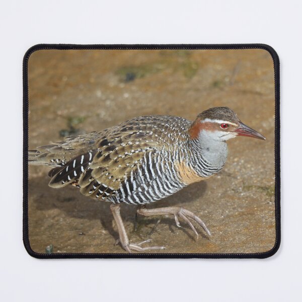 Item preview, Buff-banded Rail designed and sold by Steve Sass.