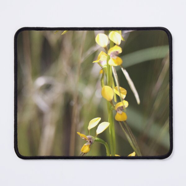 Item preview, Pine Donkey Orchid designed and sold by Steve Sass.
