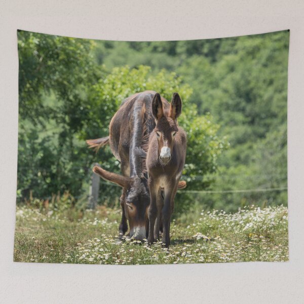 Item preview, Donkeys designed and sold by Jane Stanley Photography.