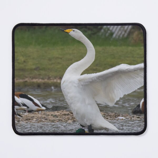 Item preview, Whooper Swan designed and sold by LaurenTucker.
