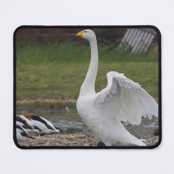 Item preview, Whooper Swan designed and sold by LaurenTucker.