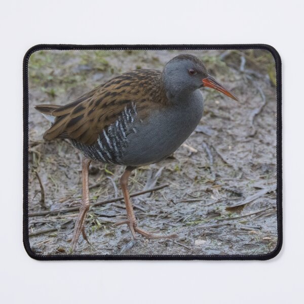 Item preview, Water Rail designed and sold by LaurenTucker.