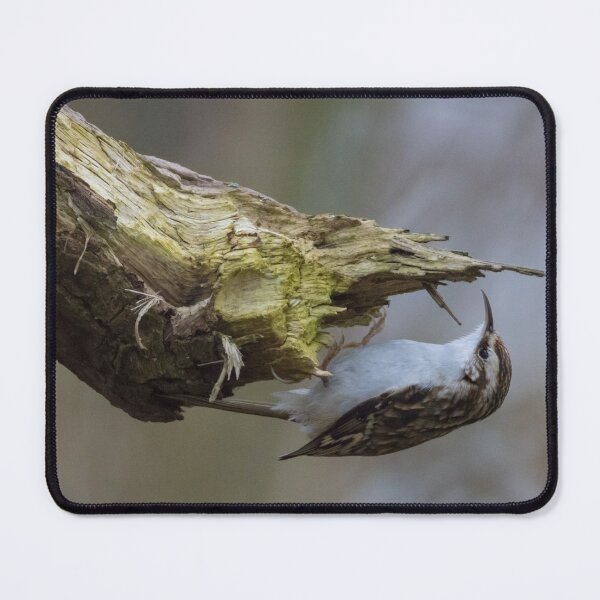 Item preview, Treecreeper designed and sold by LaurenTucker.