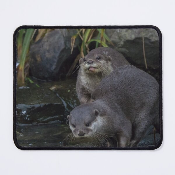 Item preview, Asian Short Clawed Otter designed and sold by LaurenTucker.
