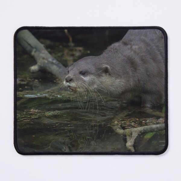 Item preview, Asian Short Clawed Otter designed and sold by LaurenTucker.