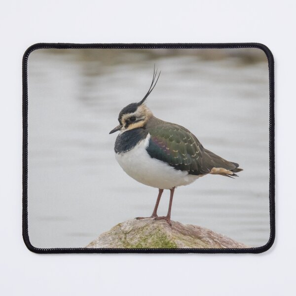 Item preview, Lapwing designed and sold by LaurenTucker.