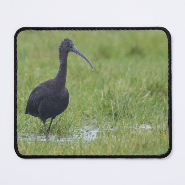 Item preview, Glossy Ibis designed and sold by LaurenTucker.