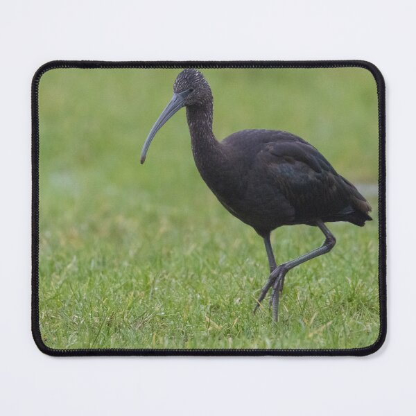Item preview, Glossy Ibis designed and sold by LaurenTucker.