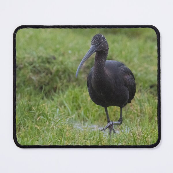 Item preview, Glossy Ibis designed and sold by LaurenTucker.