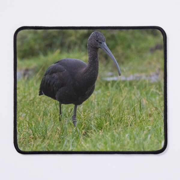Item preview, Glossy Ibis designed and sold by LaurenTucker.