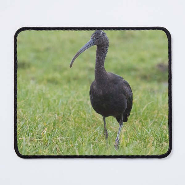 Item preview, Glossy Ibis designed and sold by LaurenTucker.