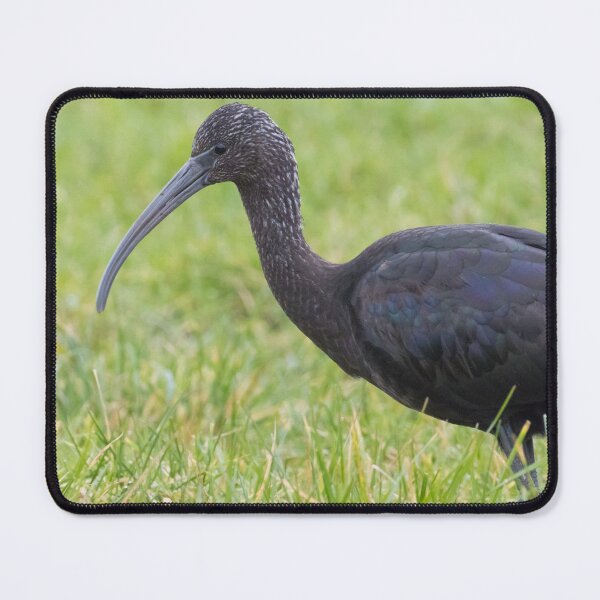 Item preview, Glossy Ibis designed and sold by LaurenTucker.