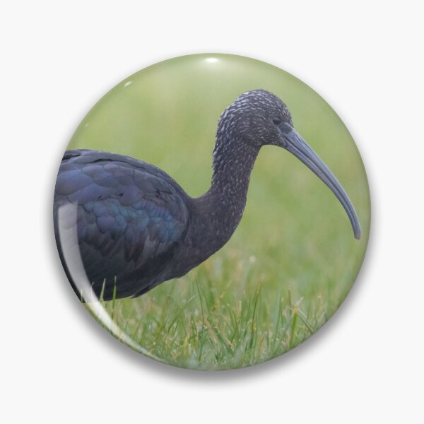 Item preview, Glossy Ibis designed and sold by LaurenTucker.