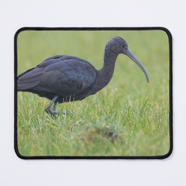 Item preview, Glossy Ibis designed and sold by LaurenTucker.