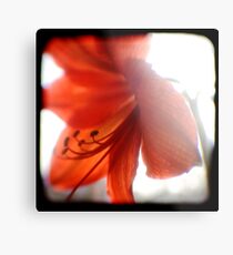 amaryllis ttv Metal Print