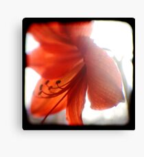 amaryllis ttv Canvas Print