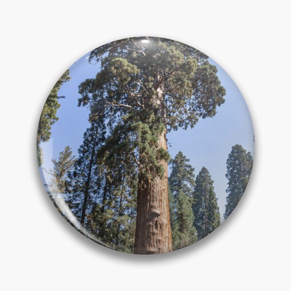 Item preview, Majestic Sentinel Tree in Sequoia National Park 1 designed and sold by jrtwynam.