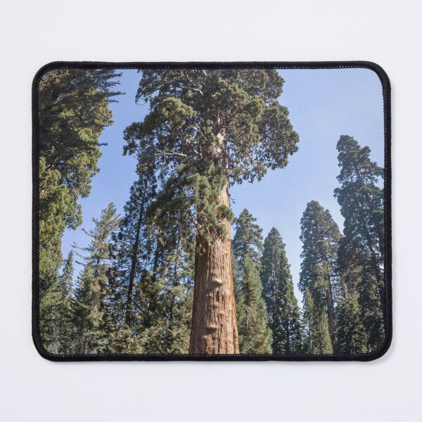 Item preview, Majestic Sentinel Tree in Sequoia National Park 1 designed and sold by jrtwynam.