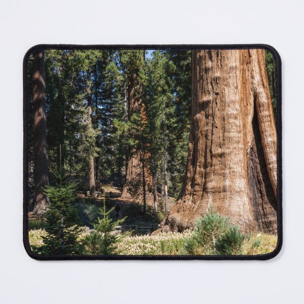 Item preview, Majestic Sentinel Tree in Sequoia National Park 3 designed and sold by jrtwynam.