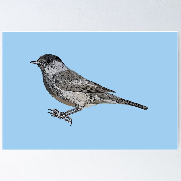 Item preview, Eurasian Blackcap Color Design  designed and sold by designsasstultd.