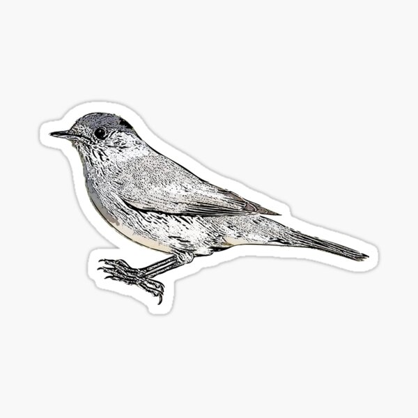 Item preview, Eurasian Blackcap Black Alternate Design  designed and sold by designsasstultd.