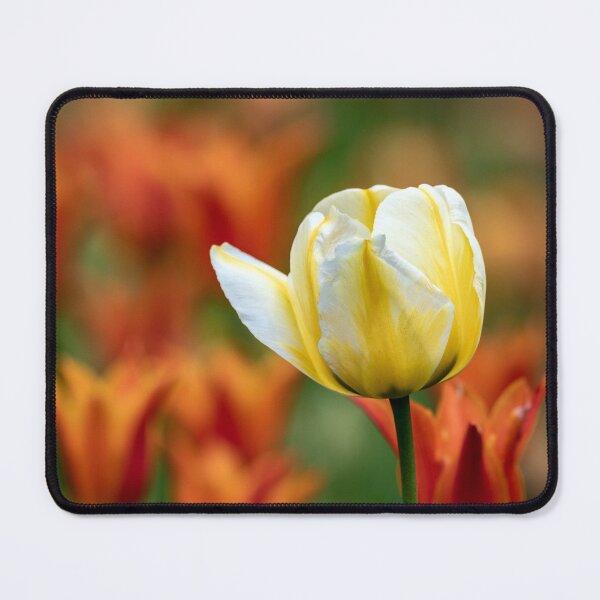 Item preview, Yellow and white beauty designed and sold by Your search is over, it’s here! .