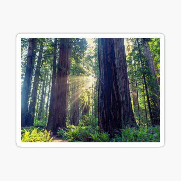 Item preview, Forest Cathedral designed and sold by tiltshiftearth, contemplative art.