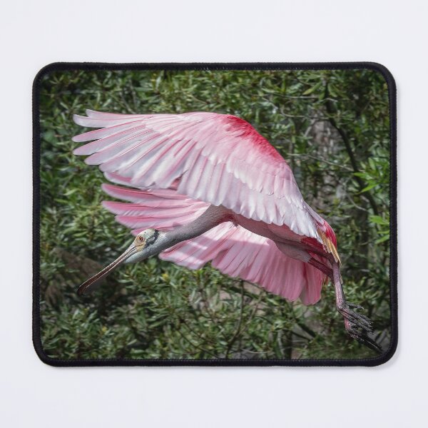 Item preview, Roseate Spoonbill looking for permission to land. designed and sold by Your search is over, it’s here! .