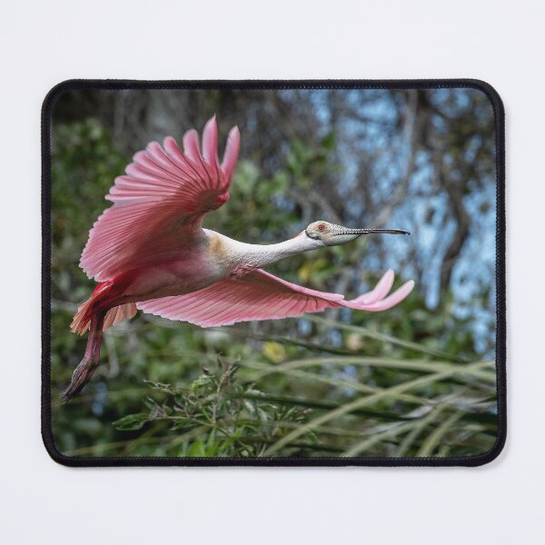 Item preview, Roseate Spoonbill in Flight designed and sold by Your search is over, it’s here! .