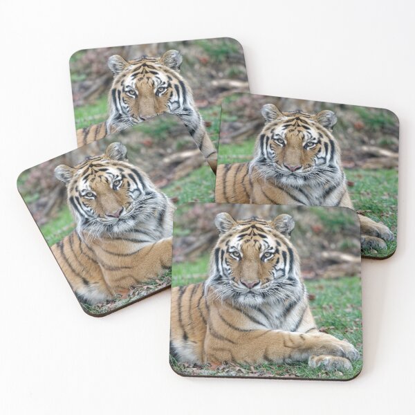 Item preview, Stunning Amur Tiger Portrait Relaxed Pose designed and sold by Your search is over, it’s here! .