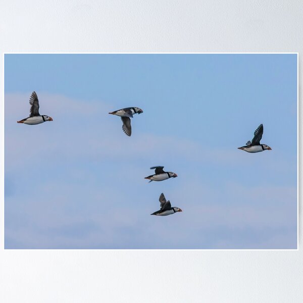 Item preview, Atlantic Puffins in Mid-Flight designed and sold by David Patterson.