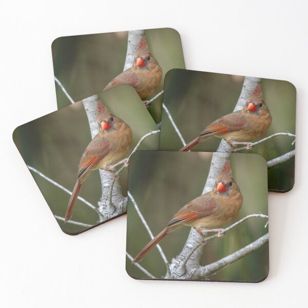 Item preview, Female Red Cardinal Formal Portrait Sitting designed and sold by Your search is over, it’s here! .