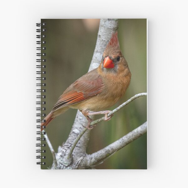Item preview, Female Red Cardinal Formal Portrait Sitting designed and sold by Your search is over, it’s here! .