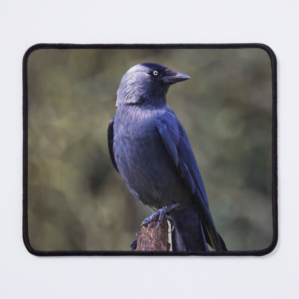 Item preview, Jackdaw designed and sold by Tom McPherson Photography.