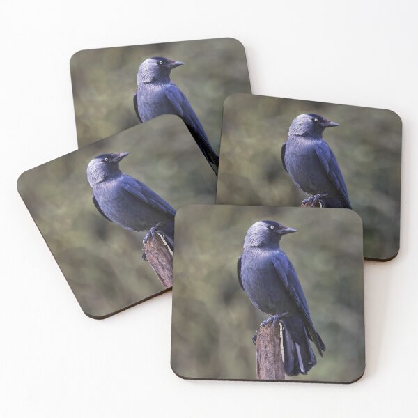Item preview, Jackdaw designed and sold by Tom McPherson Photography.