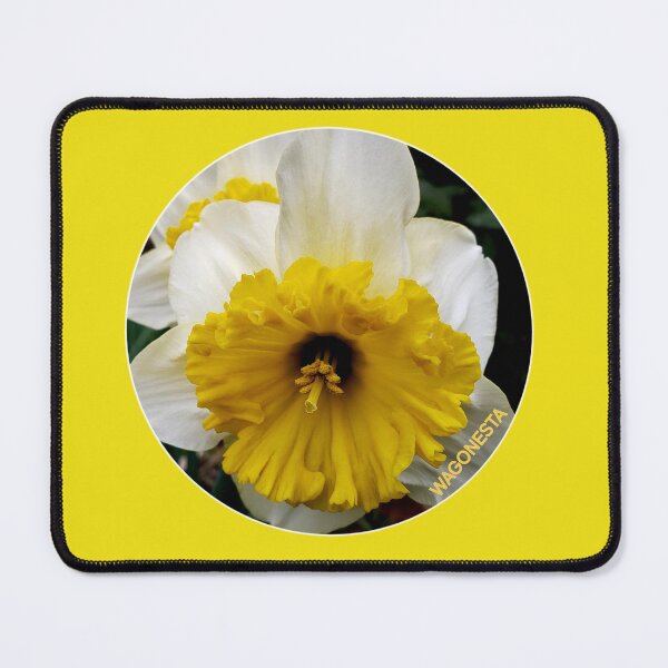 Item preview, Floral - Cornish King Daffodils- by Wagonesta designed and sold by Wagonesta.