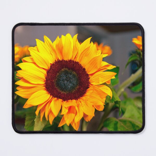Item preview, Bogota, Colombia - Sunflower Closeup designed and sold by Mano Chandra Dhas.