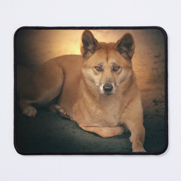 Item preview, Australian Dingo designed and sold by robdanimalphotography.