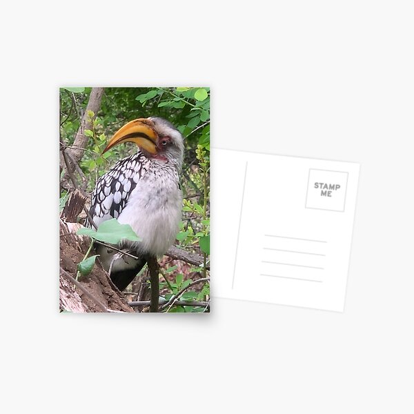 Item preview, Hornbill designed and sold by Mojaniart.