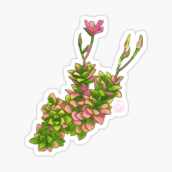 Succulent Jewels: Anacampseros Rufescens ‘Sunrise’ Sticker